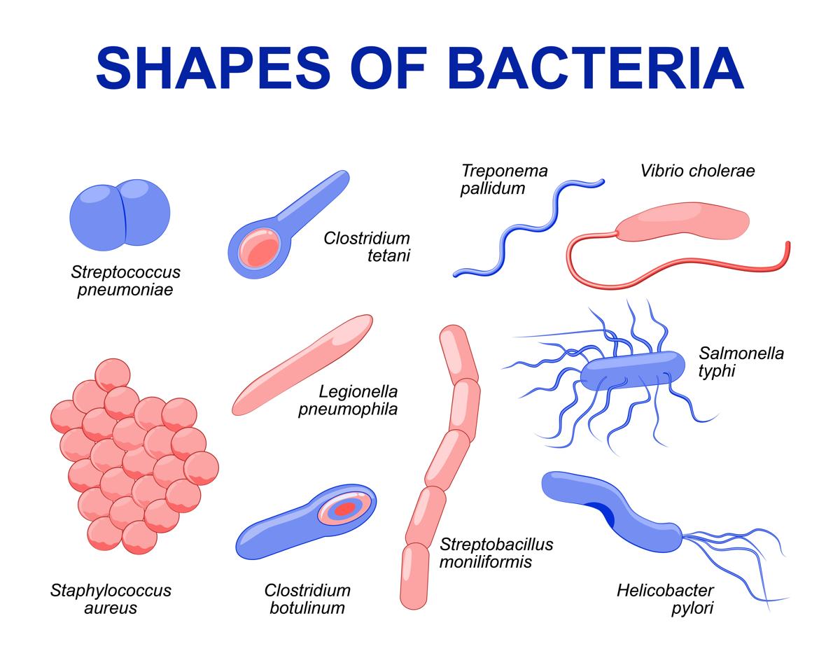 https://aldiwa.net/wp-content/uploads/2020/11/1200-94798069-shapes-of-bacteria.jpg