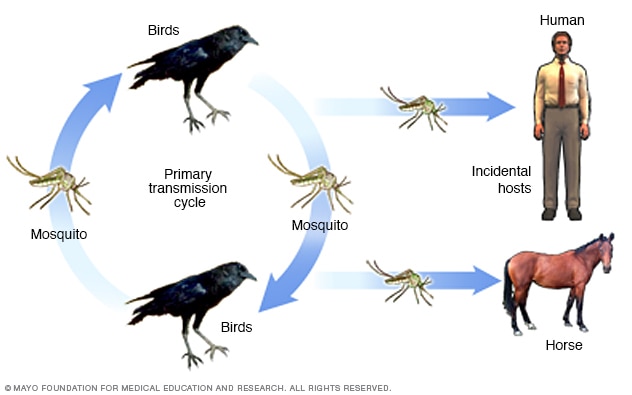 دورة انتقال فيروس غرب النيل