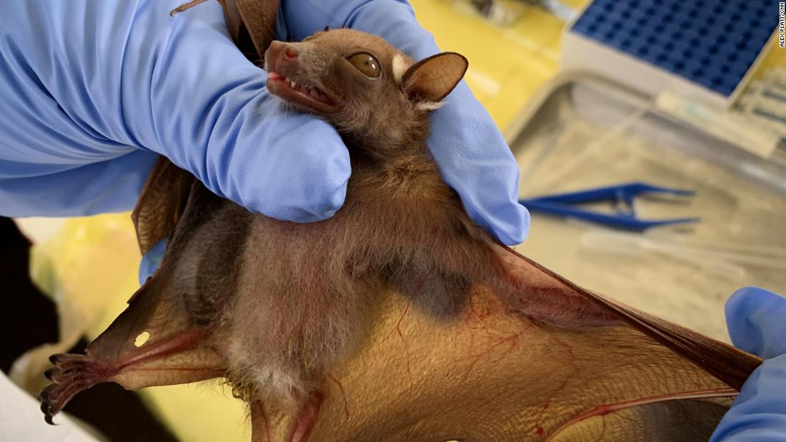 في مختبر في مبانداكا ، يستعد علماء البيئة لأخذ عينة دم من خفاش تم أسره في الغابة.