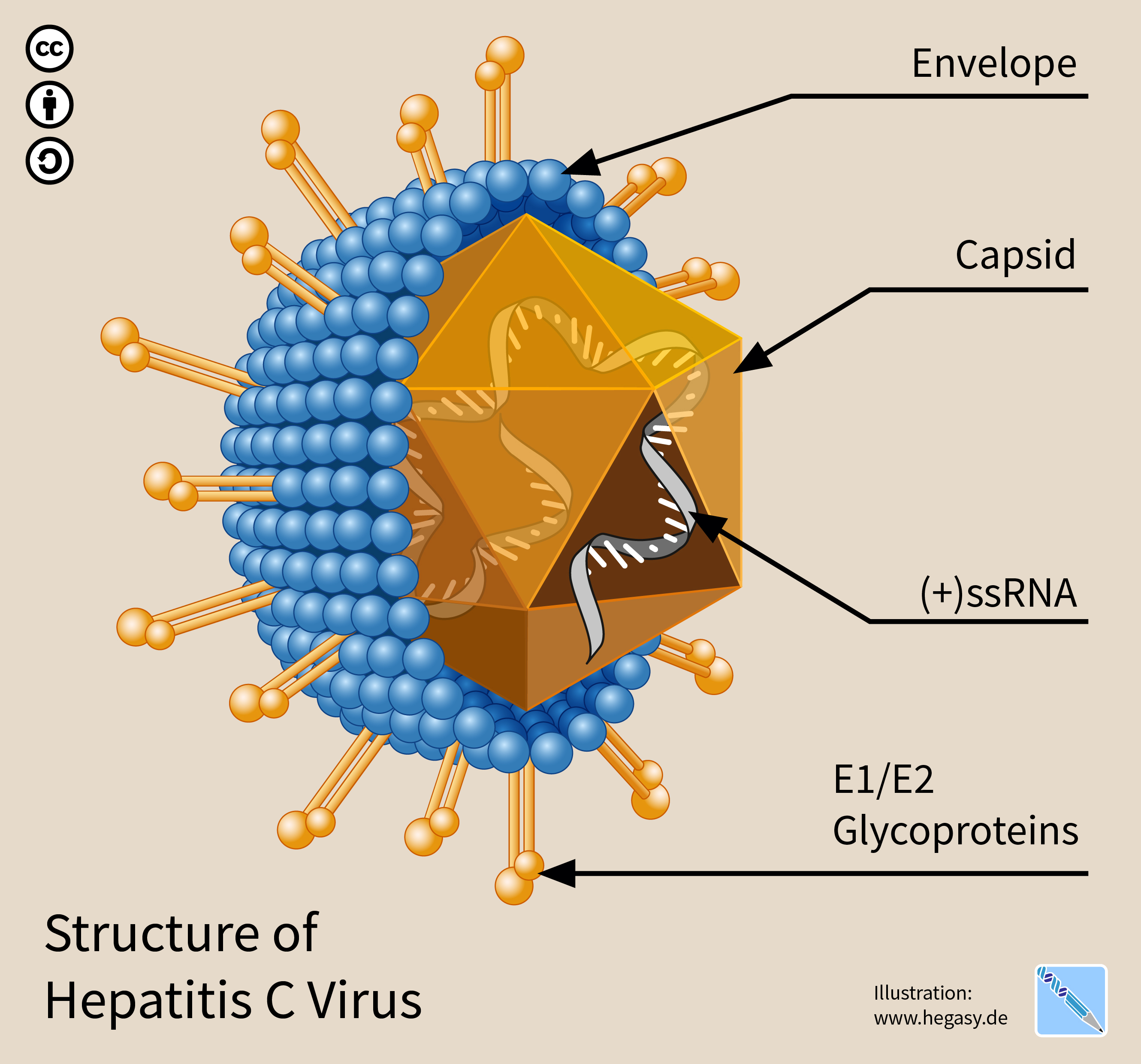 هيكل فيروس التهاب الكبد سي